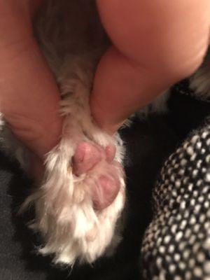 Cut on paw