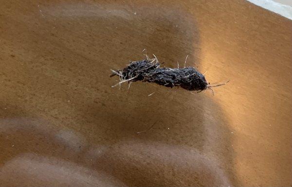 Dirt (or something else) in Hibachi Vegetable.