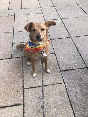 My pup sporting her new bandana.