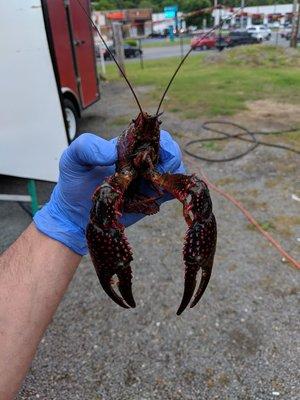 What a Crawfish!! Mini lobster!!!