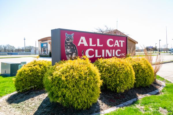 All Cat Clinic, P.C.