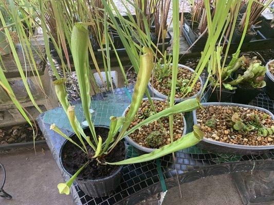 Carnivorous plants