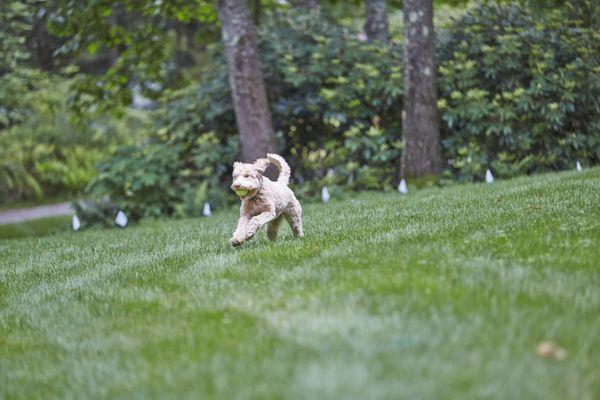 Our hidden fences are backed up by a no-hassle Lifetime Warranty from a company with more than 25 years of keeping pets happy and safe.