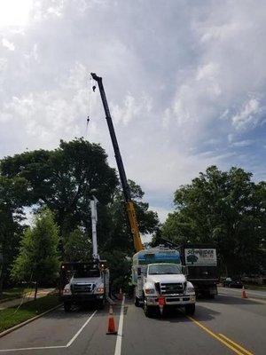 Tree Care in North Charleston, SC