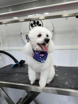 Looking dapper after a day at the groomers!  #FreshPup #mobilepetgrooming