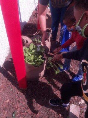 After-School Enrichment Program students gardening