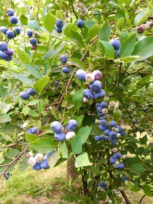 Silva's beautiful organic blueberries