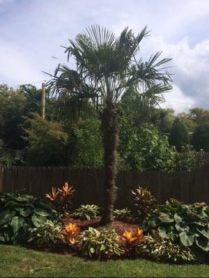 Long Island Palms & Tropicals