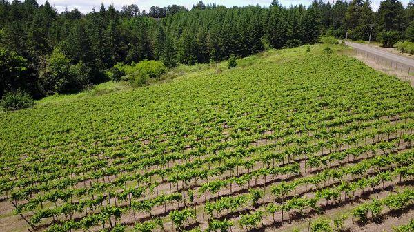 A small hobby vineyard land near Dallas, Oregon.