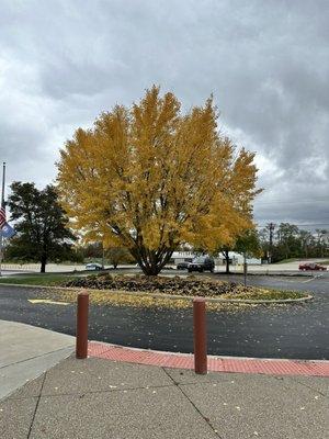 The tree in front of the library.