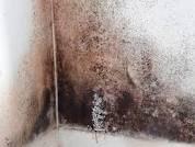 Got black mold! We know how to get rid of it!