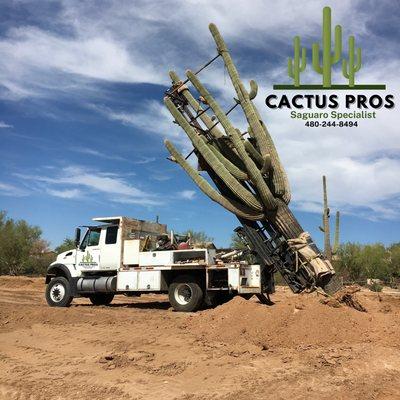 Saguaro Cactus Relocating