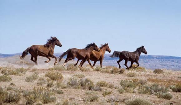 Wild Horses in the Carson Valley