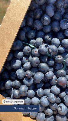 U-Pick & We-Pick Blueberries