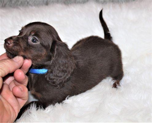 Chocolate & tan, long coat, miniature dachshund.