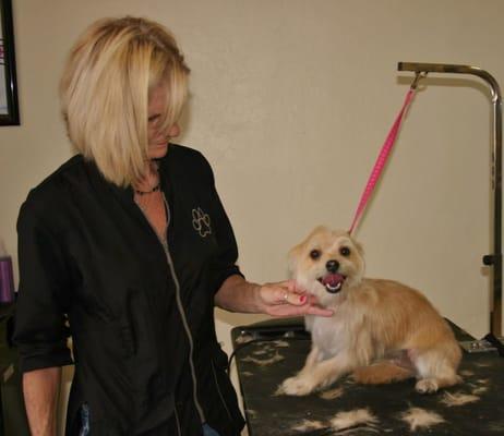 pet grooming services, affordable pet grooming, pet grooming near me, pet day camp, dog grooming phoenix, pet wash near me, pet sitting