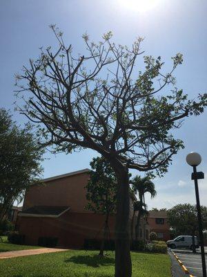 All these trees were pruned in May in FL; Not Jan or Feb, where trees might naturally lose their leaves to the cold.