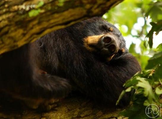 Sleeping Momma bear high in tree with 3 cubs by Donna Eaton https://www.facebook.com/DonnaEatonPhoto