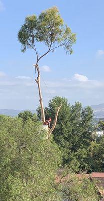 Tree trimmers mid-cutting down what was a healthy tree with a protected hawk's nest.