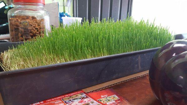 They have wheatgrass!!