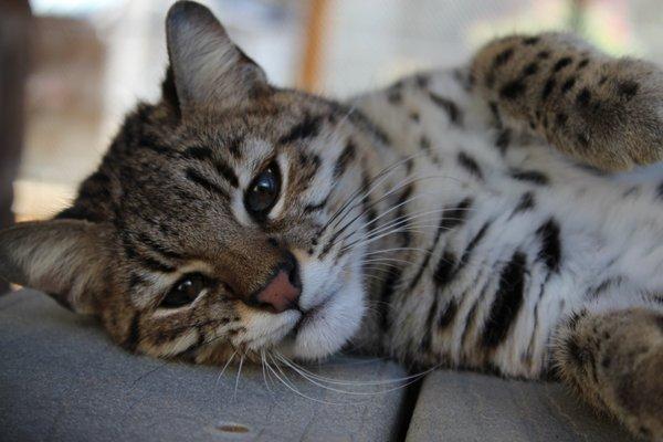 El Jefe - Geoffroy's Cat