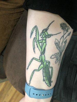 Healed mantis tattoo (~year old)