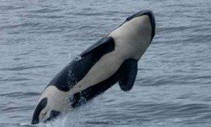 Breaching orca!