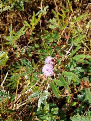 Edible flower