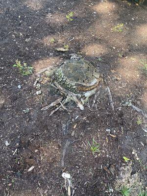 Rotting random stump in a yard