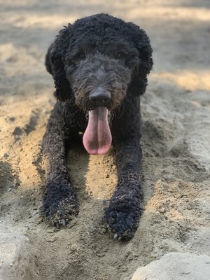 Luna relaxing after a long game of fetch :)