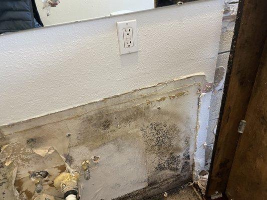 Visible mold growth