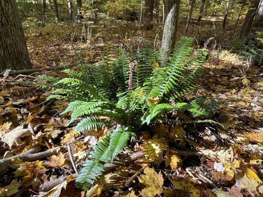 I LOVE ferns!!