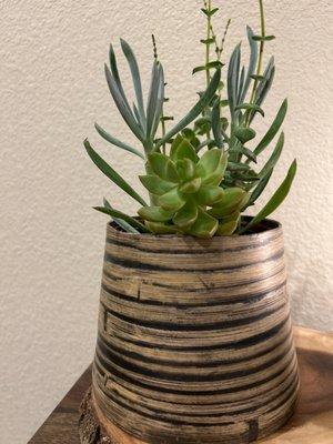 Succulent arrangement (my pot)