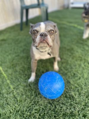 Dotties Doggy Daycare and Grooming