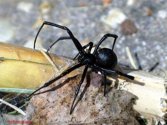 The Black Widow Spider