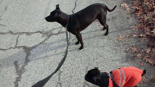 boris & Coco in North Meadow April 1/15