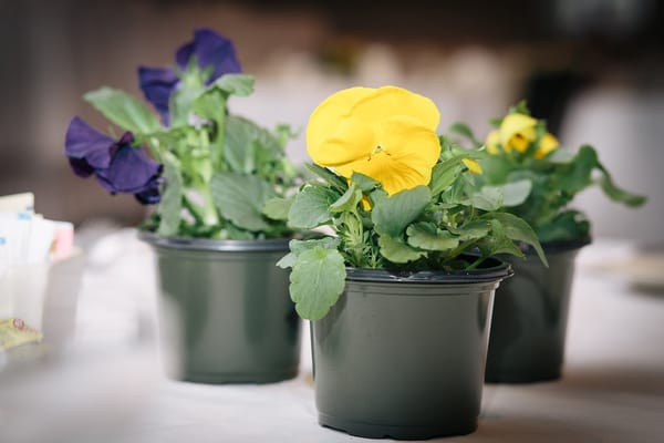 This is what Judy did for my wedding centerpiece.  The original green pots they came in were on my guests table.