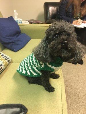 Tucker the therapy dog in his winter sweater!