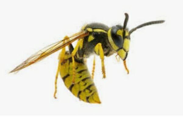 Yellow Jacket