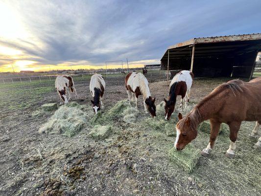 Alfalfa and Bermuda hay from Hutto Feed