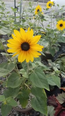 Sunfinity sunflower blooms all summer