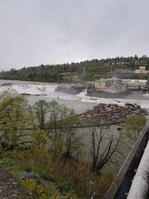 Willamette Falls Festival