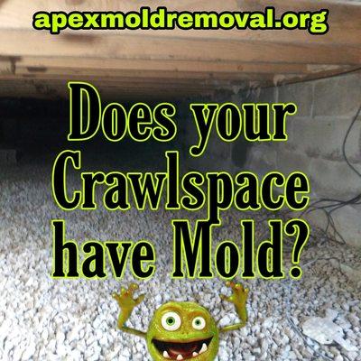 Free Estimates
Mold Removal and Clean-up
IICRC Certified Company