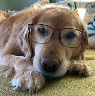 Georgia, the wise insurance golden retriever.