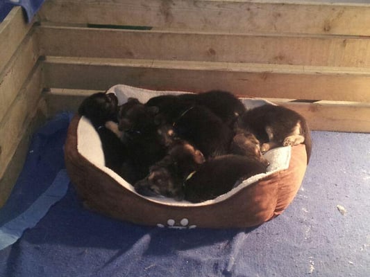 There's nothing cuter than a basket of sleeping puppies.