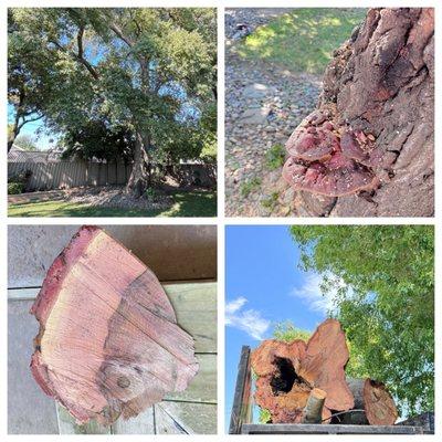 85 year old oak tree, red tree mushrooms indicating disease, showing the rotting trunk.