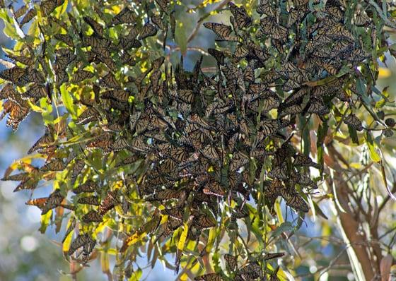 A cluster of several 1000 butterflies.