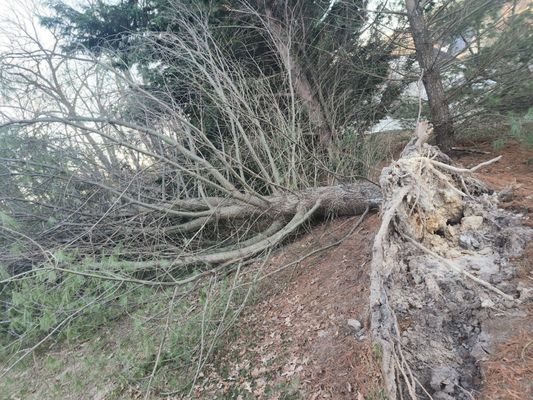 Pine tree down after wind storm