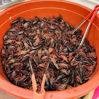 Live crawfish