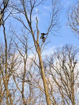 Xanderbuilt Tree Care